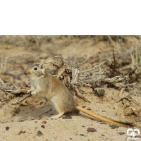 گونه جربیل بزرگ Great Gerbil